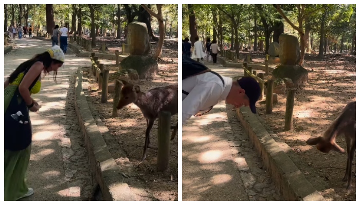 Video of deer greets tourist in japan zoo goes viral 