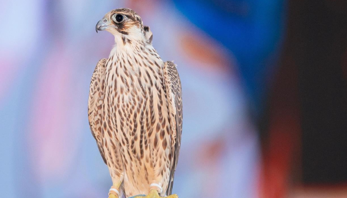 a falcon named shaheen sold in an auction for 2.1 lakhs riyals 