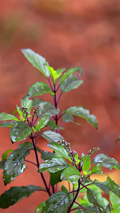 Worship Tulsi and Shaligram
