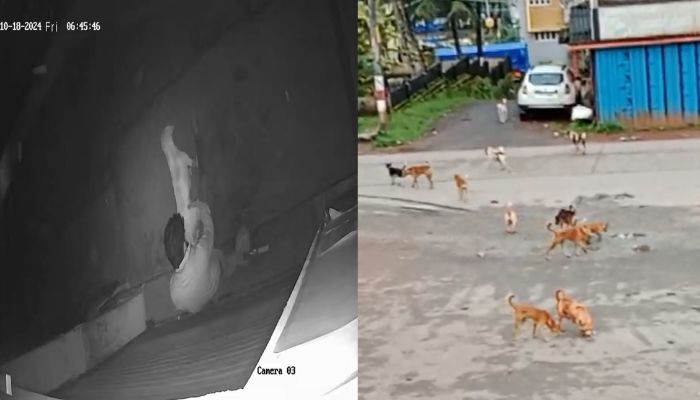 chikkamagaluru man unnatural behavior With stray dogs FIR registered san