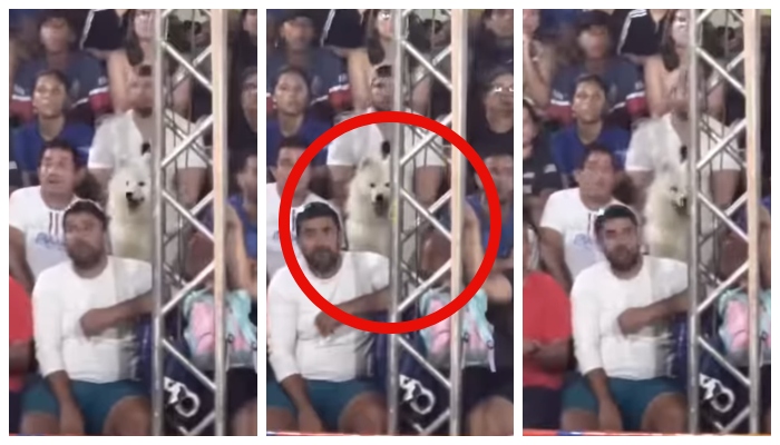 Video of a dog and spectators watching a tennis match goes viral 