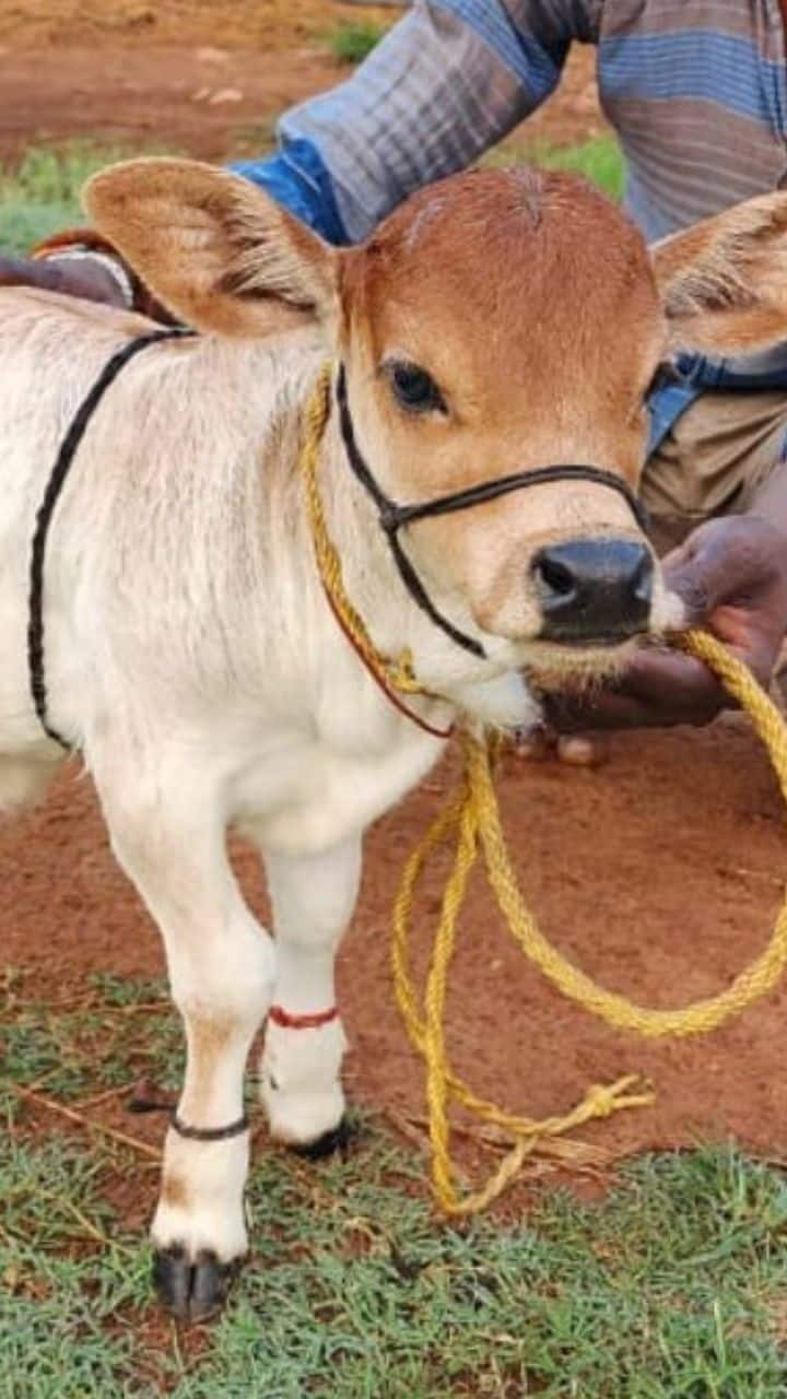 Worlds Smallest Cow: Punganur Cow Milk and Ghee price Rya