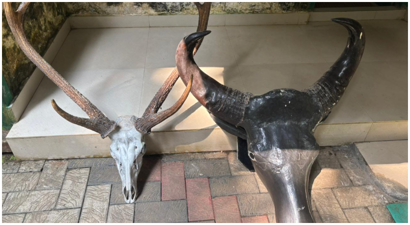 Forest department seized the horns of Sambar deer and bison from the private resort