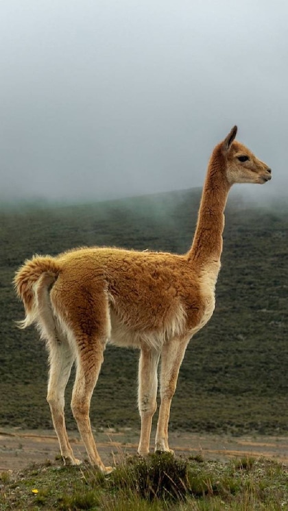 The world's most expensive wool