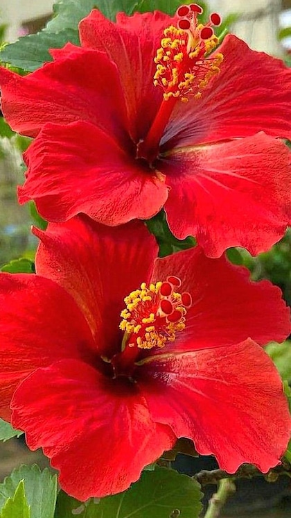 <p>गुड़हल का फूल न सिर्फ खूबसूरत होता है, बल्कि सेहत के लिए भी बेहतरीन है। इसे पीने से हाई ब्लड प्रेशर, वजन और पाचन से जुड़ी कई समस्याओं में फायदा मिलता है।</p>
