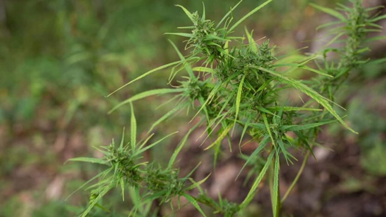 weed plant