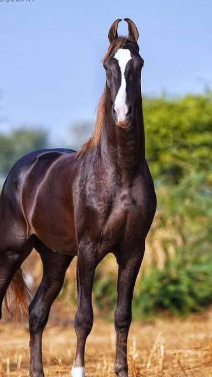 Pushkar Fair 2024: Meet world's most expensive horse worth Rs 11cr RBA