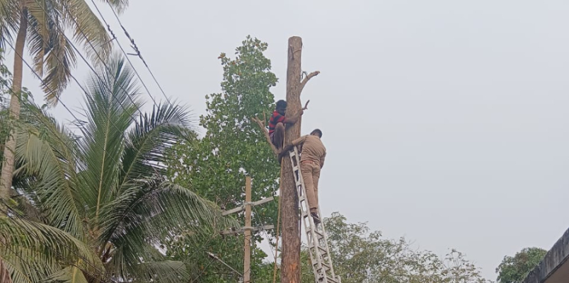 branch broke off between  cutting tree  worker injured and trapped on the tree Fire Force rescued