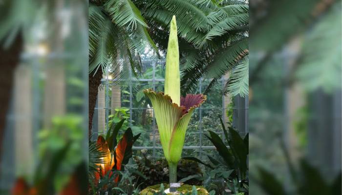 Thousands flocked to the Geelong Botanic Gardens in Victoria to witness the bloom of corpse flower