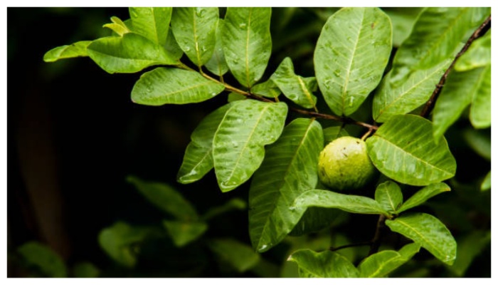 reasons to wash hair with boiled guava leaf water