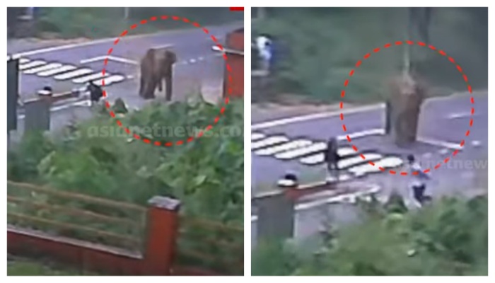 elephant try to attack school children at peerumade 