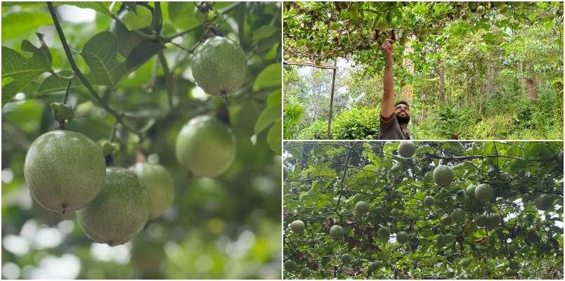 more high range farmers to passion fruit cultivation