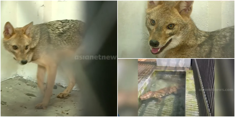 new nine members including mugger crocodile hyena to Thiruvananthapuram Zoo from Shivamogga