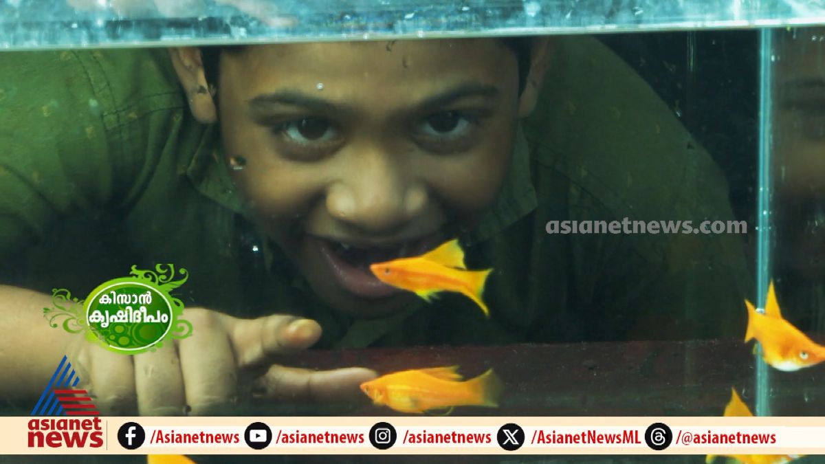 ഏത് പ്രായത്തിൽ ഉള്ളവരുടെയും മനം കവരും;  അലങ്കാര മത്സ്യങ്ങളുടെ വ്യത്യസ്തമായ കൃഷി രീതി കാണാം