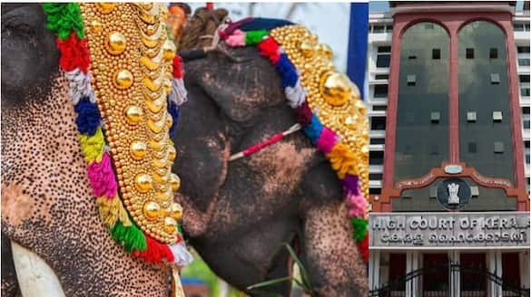 high court with crucial order on elephant procession issues detailed guidelines