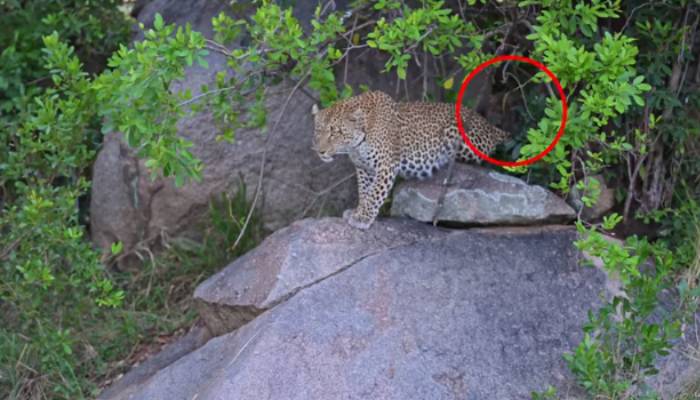 battle of a leopard to save her cubs from lion shocking video 