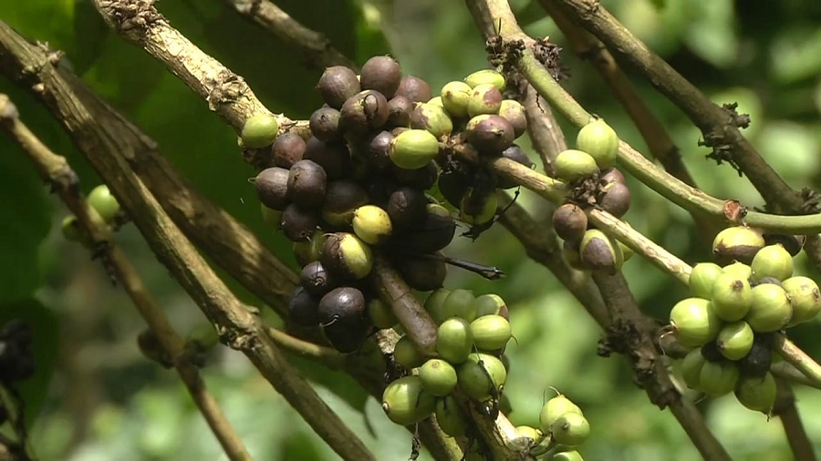 Kodagu Farmers Who Are Facing the Fear of Coffee Crop Disease And Loss gvd