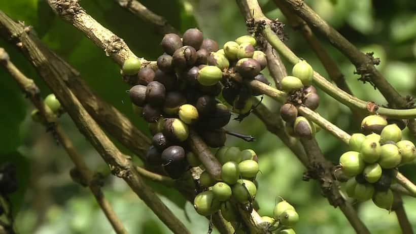 Karnataka: Farmers in Kodagu face devastating coffee crop losses due to incessant rainfall