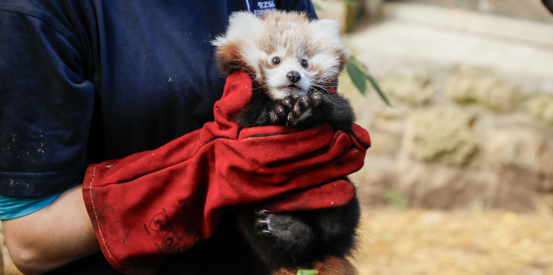 fireworks allegedly cause death of  baby red panda Edinburgh Zoo