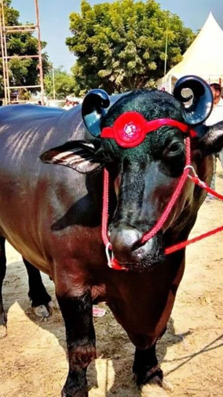 Haryana Buffalo Anmol Earns More Than 2 IAS Officers Combined sns