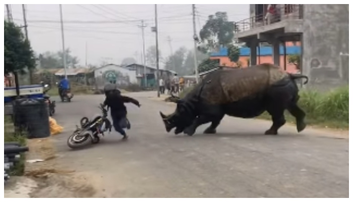 video of a Rhino chase human's on street goes viral 