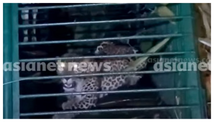 five year old leopard trapped by forest department pathanapuram kollam