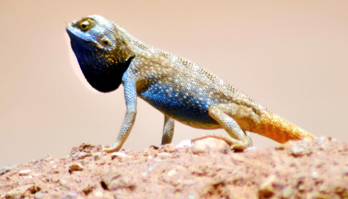 rare species of  lizard named Trapelus savignii found in saudi desert 