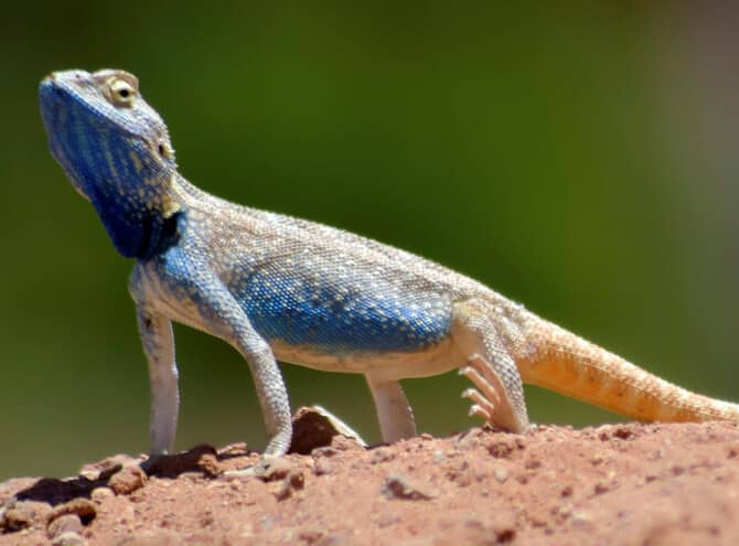 rare species of  lizard named Trapelus savignii found in saudi desert 