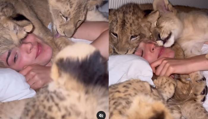 woman play with four lion cubs she rescued video 