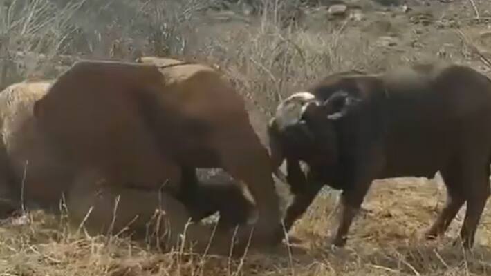 elephant vs buffalo