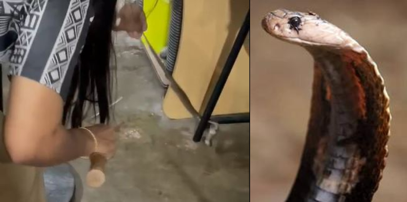 cobra inside house rescued 