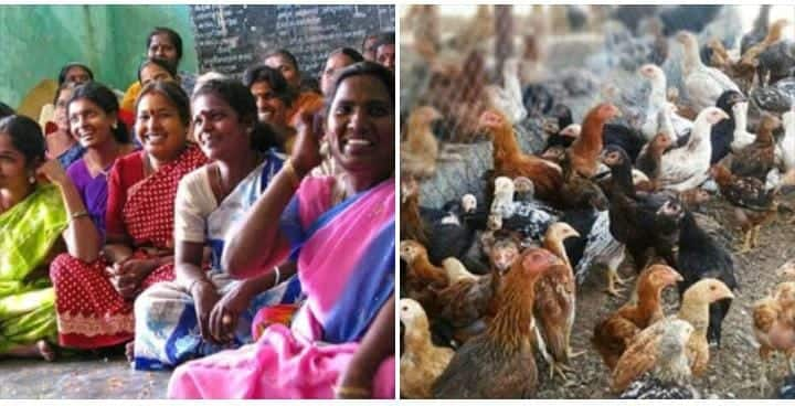 Government of Tamil Nadu subsidy program for women to rear domestic chicken KAK