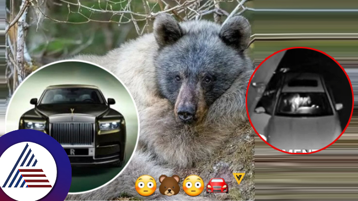 Man Dressed In Bear Costume Stages Car Vandalism To Trick Insurance Company suc 