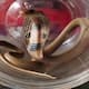 These mistakes will invite snakes into your home be careful