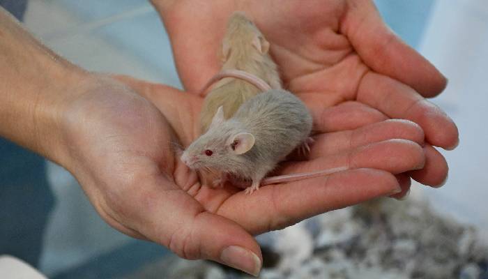 man surrenders nearly 1000 mice to shelter now seeks help