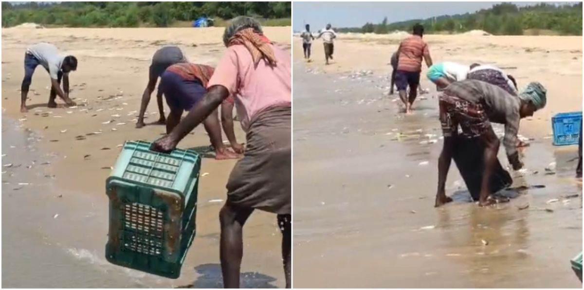 Sardine Chakara at Kerala latest news Mathi Chakara at Panchavadi beach in Thrissur