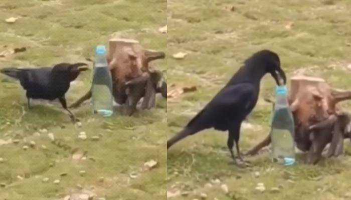 thirsty crow real life proof video went viral 