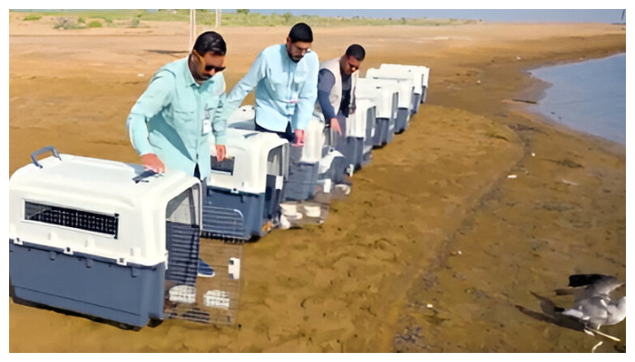 sixteen sea birds released in saudi arabias jizan 