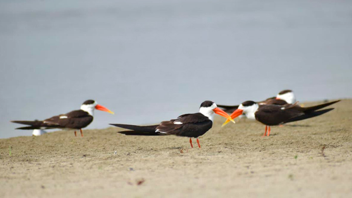 Yogi Adityanath News Rare Birds Flock to Prayagraj Sangam Ahead of Mahakumbh 2025 gan