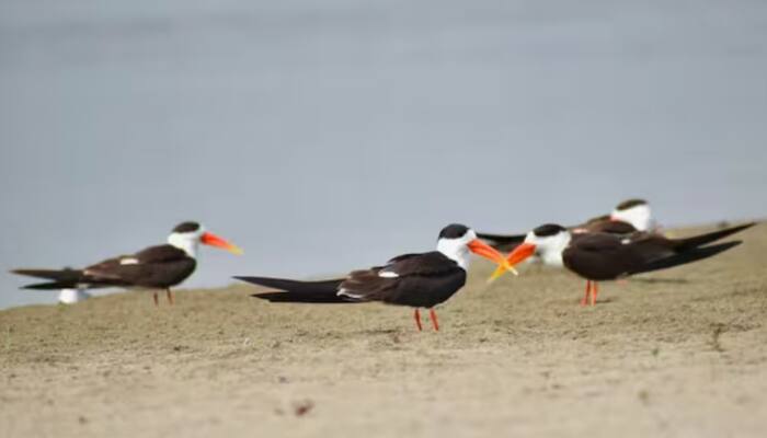 Birds
