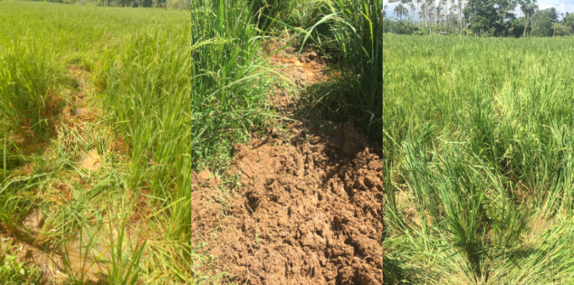 wild elephant destroyed paddy field in wayanad