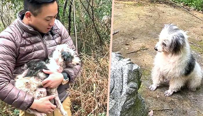 Zhongbao sick dog spent two years near owners grave rescued 