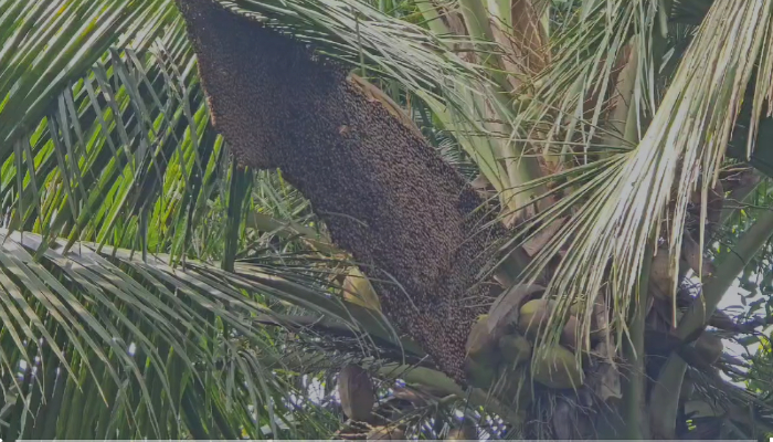 While walking along the road, wasps attack 5 people were injured