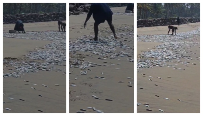 againe sardine reached at thrissur shores 