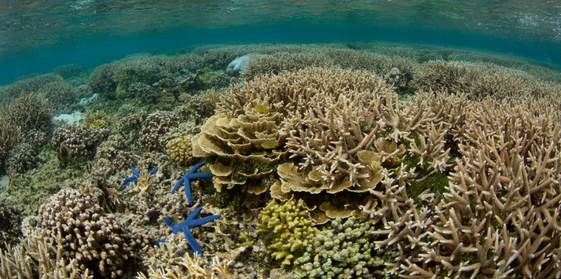 largest coral in the world 104 feet long more than 300 years old bigger than blue whale found in Solomon Islands