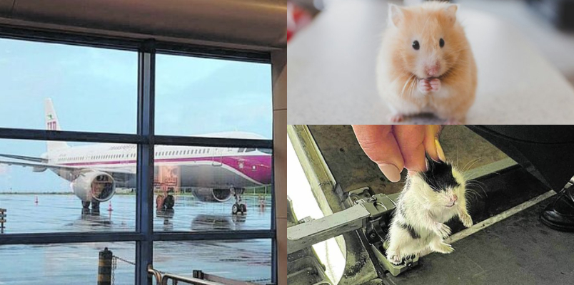 132 hamsters escaped  cages cargo hold airline  forced ground passenger planes 