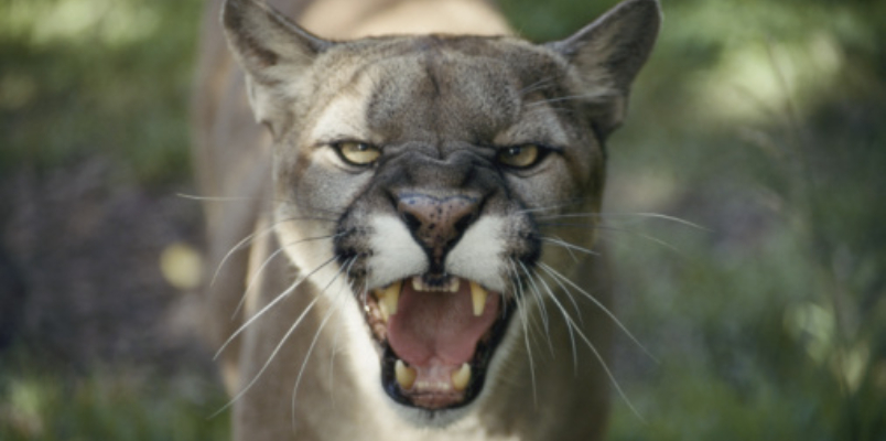 mountain lion chased scared by pet dog rescued 