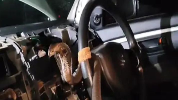 Watch thrilling rescue of cobra snake stuck in car steering wheel sat