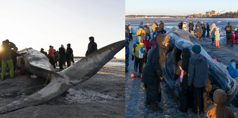 15 meter fin whale washed ashore scientists seek explanation giant animals death