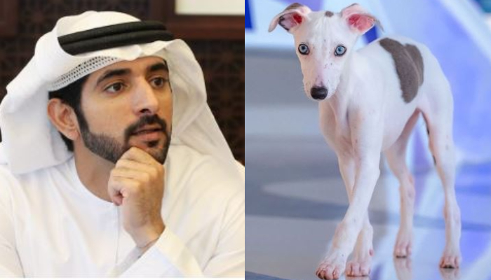 Sheikh Hamdan shared instagram story suggesting name for his puppy went viral 